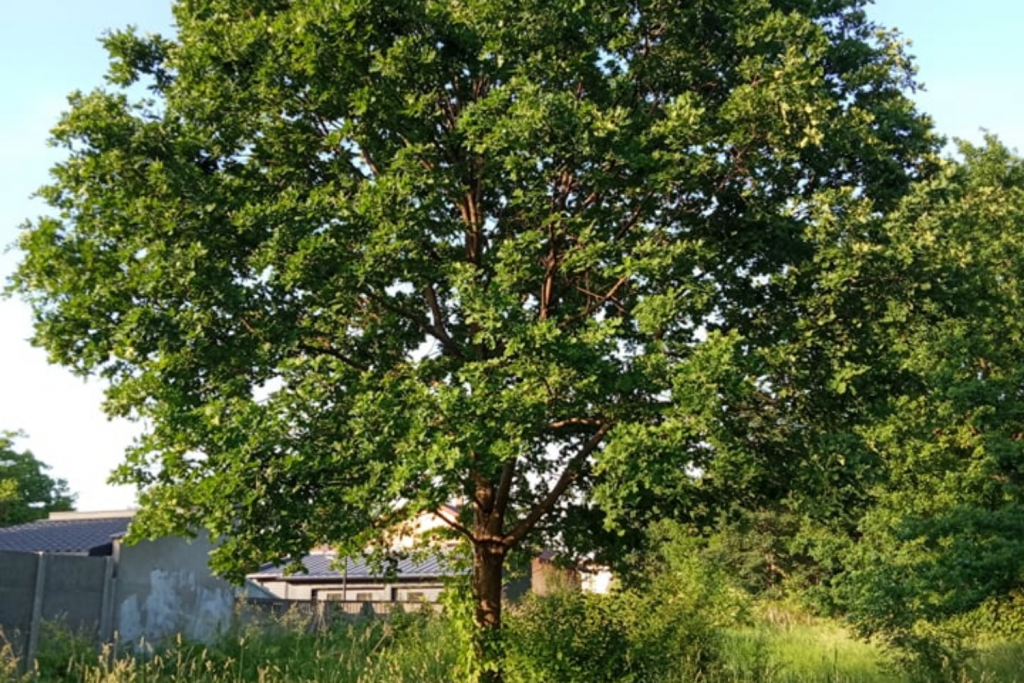 Drzewa Łódź. Nie będzie wycinki 42 drzew na Radogoszczu! Mieszkańcy osiągnęli swój cel - Zdjęcie główne