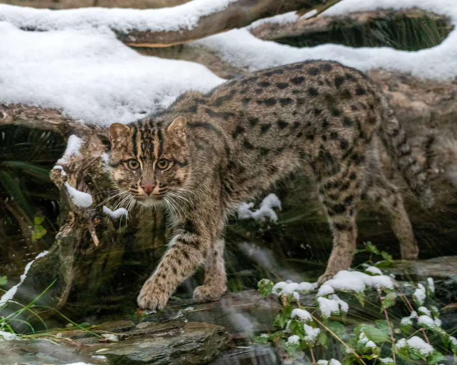 Dzień kota w Orientarium. Kociaki z łódzkiego zoo to prawdziwe słodziaki [ZDJĘCIA] - Zdjęcie główne