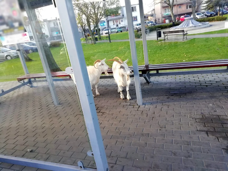 Stały na przystanku, jakby czekały na autobus. Dwie kozy bez opieki w centrum miasta! [ZDJĘCIA] - Zdjęcie główne