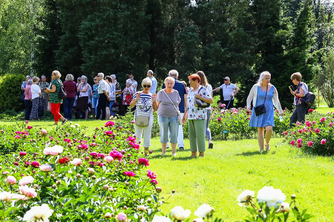 Ogród Botaniczny w Łodzi zachwyca kolorami! Kwitnące piwonie przyciągają spacerowiczów! [galeria]  - Zdjęcie główne