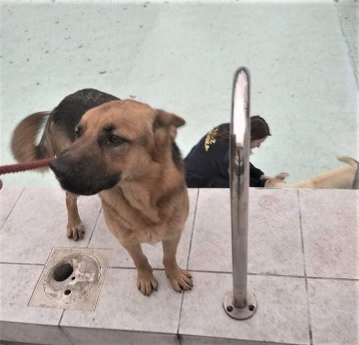 Pies na dnie basenu! Tak postępują przyjaciele, nawet jeśli nie zawsze mogą pomóc [ZDJĘCIA] - Zdjęcie główne