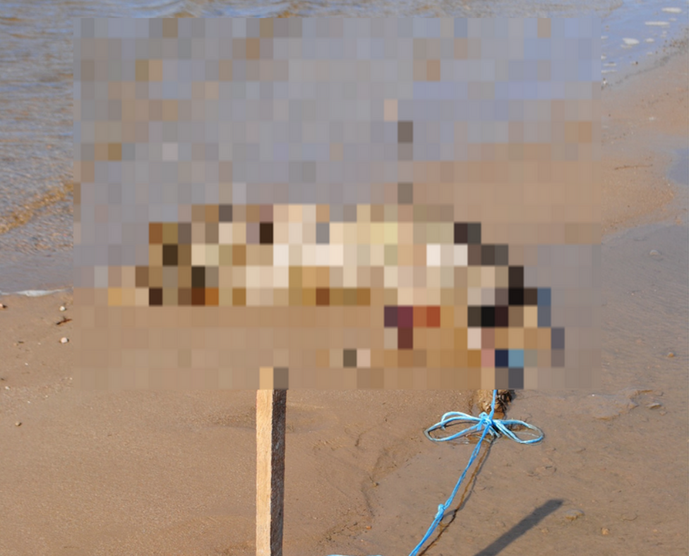 Makabryczne odkrycie na plaży zbiornika Jeziorsko. Policja szuka zwyrodnialca, który zakatował psa [uwaga, drastyczne zdjęcie] - Zdjęcie główne