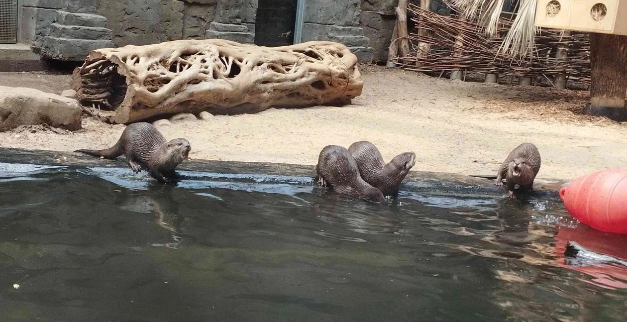 Mają humory i nie przepadają za ośmiornicami. Wyderki orientalne z łódzkiego Orientarium to małe żarłoki! [zdjęcia] - Zdjęcie główne