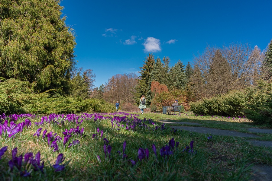 Ogród Botaniczny w Łodzi znów zaprasza mieszkańców! Sprawdźcie, jak prezentuje się w wiosennym słońcu - Zdjęcie główne
