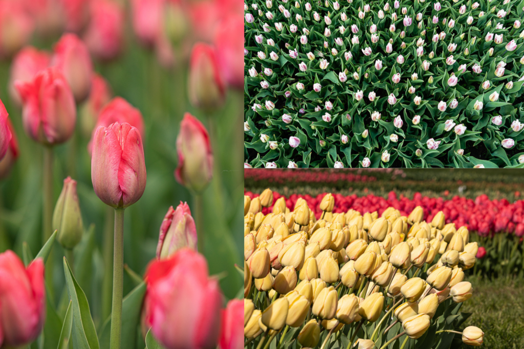 Łódzki Botanik. W ogrodzie w końcu zakwitły wyczekiwane tulipany! [galeria]  - Zdjęcie główne