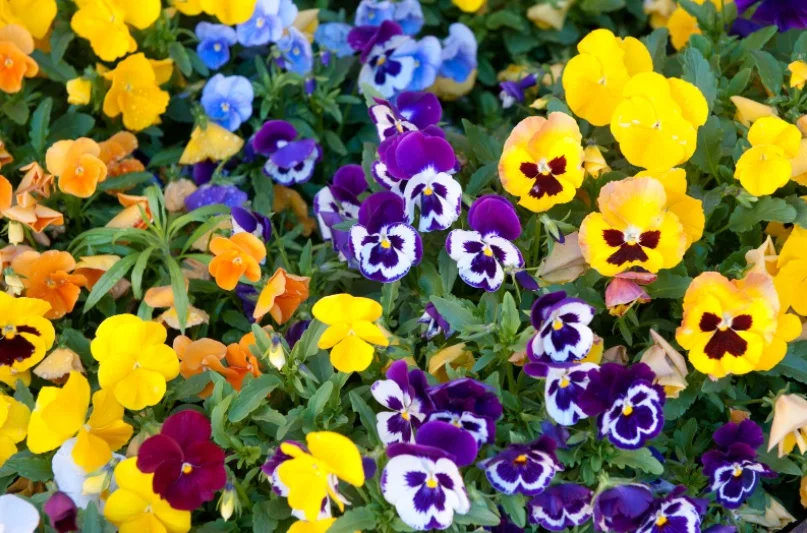 Wiosenne prace ogrodnicze. Gdzie tanio kupimy kolorowe kwiaty na balkon i taras?  - Zdjęcie główne