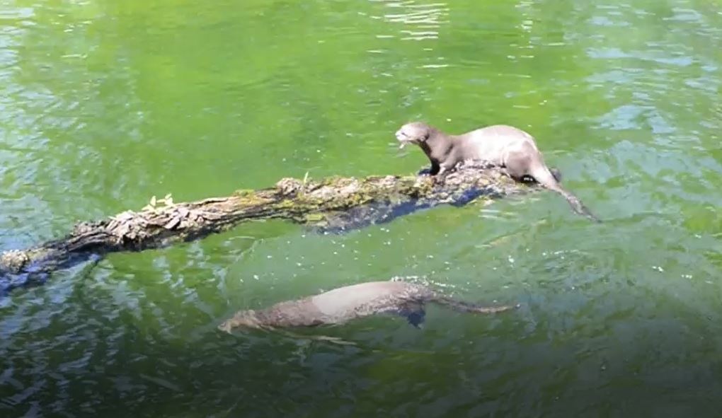 Do łódzkiego Zoo trafiły olbrzymie wydry - Zdjęcie główne
