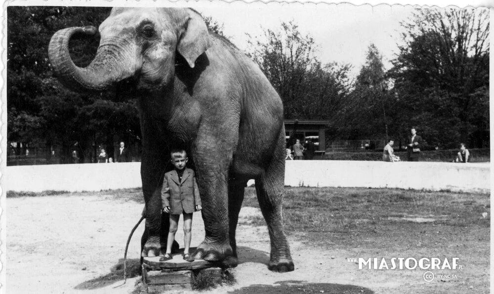 Łódzkie zoo na archiwalnych fotografiach. Zobaczcie, jak pozowała słonica Magda [galeria]  - Zdjęcie główne
