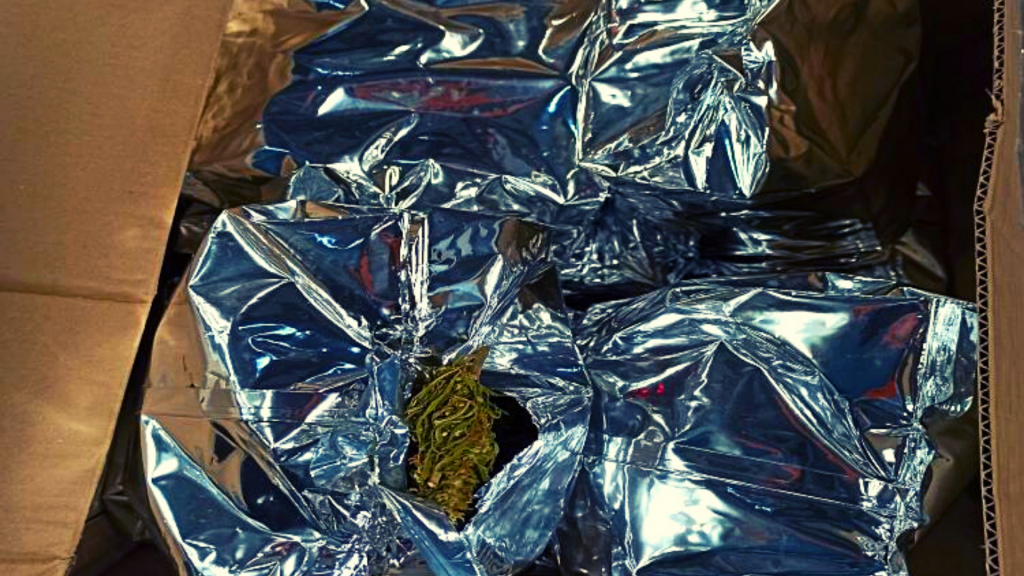 W sortowni jednej z firm kurierskich Furia znalazła paczkę z 11 kg marihuany. Jej wartość to 343 tys. zł! - Zdjęcie główne