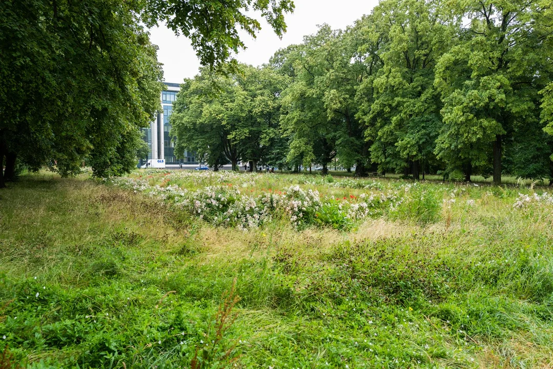 W Łodzi zrobi się bardziej zielono. Powstaną cztery nowe parki – sprawdźcie gdzie [zdjęcia]  - Zdjęcie główne