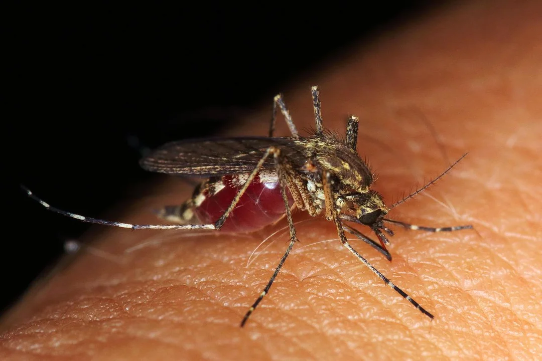 Jak pozbyć się komarów z domu? - Zdjęcie główne