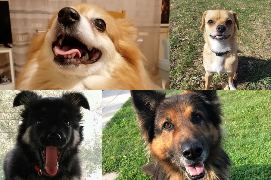 Światowy Dzień Psa 2021 Łódź. Zobaczcie zdjęcia psów Czytelników TuŁódź [galeria] - Zdjęcie główne