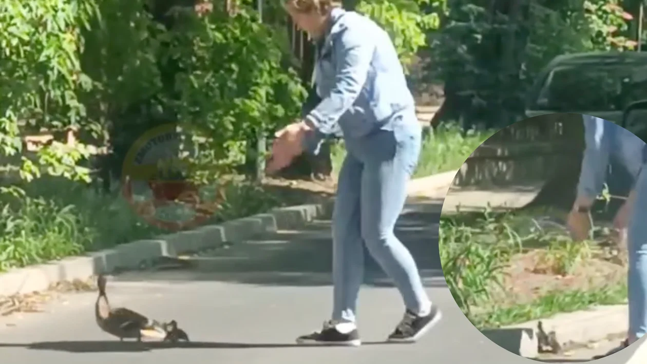 Łódź. Kobieta uratowała maleńkie kaczuszki. Pomogła im przejść przez jezdnię [FILM] - Zdjęcie główne