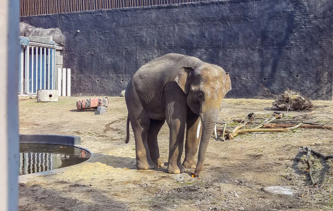 Taru od kilku dni zamieszkuje w zoo! Nowy słoń dotarł do Łodzi - Zdjęcie główne