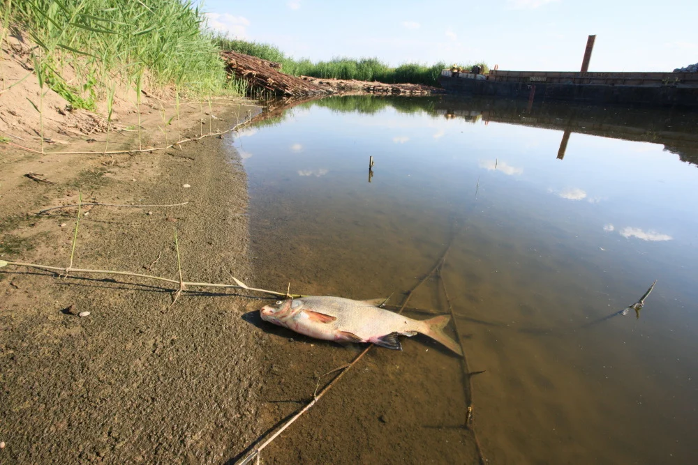 W Łódzkiem na Nerze odłowiono 200 kg śniętych ryb. Do mieszkańców rozesłano alerty RCB - Zdjęcie główne