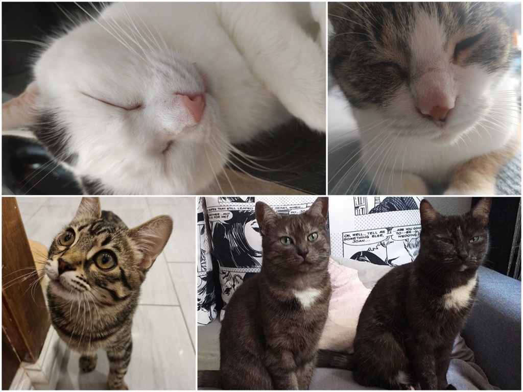 Światowy Dzień Kota. Zobaczcie zdjęcia kotów Czytelników TuŁódź [galeria] - Zdjęcie główne