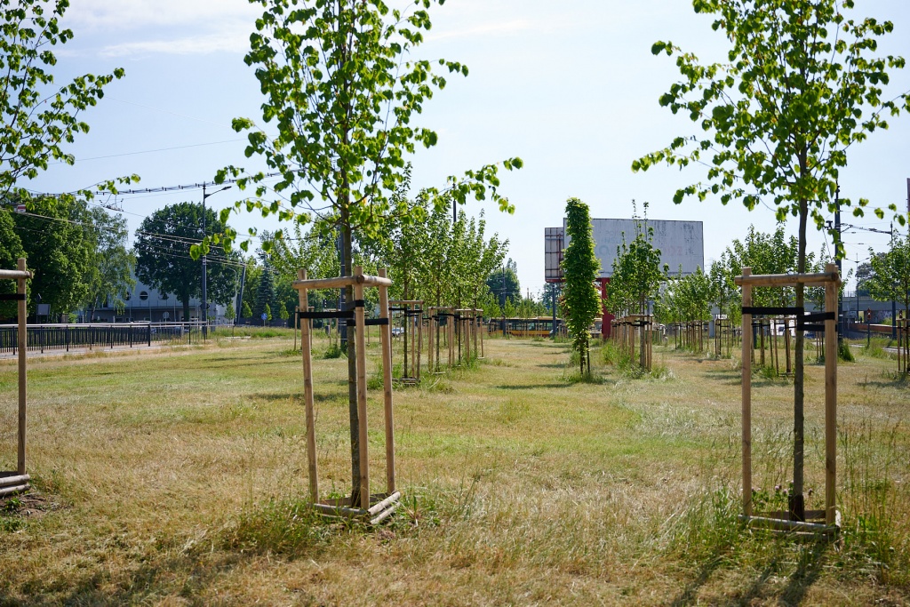 Drzewa Łódź. Łódź chce być eko. Przy ruchliwych ulicach w Łodzi pojawi się 20 tysięcy nowych drzew - Zdjęcie główne