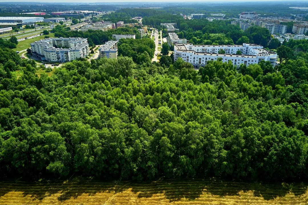 W Łodzi ma być bardziej zielono. Szumne zapowiedzi urzędników na 2022 rok - Zdjęcie główne