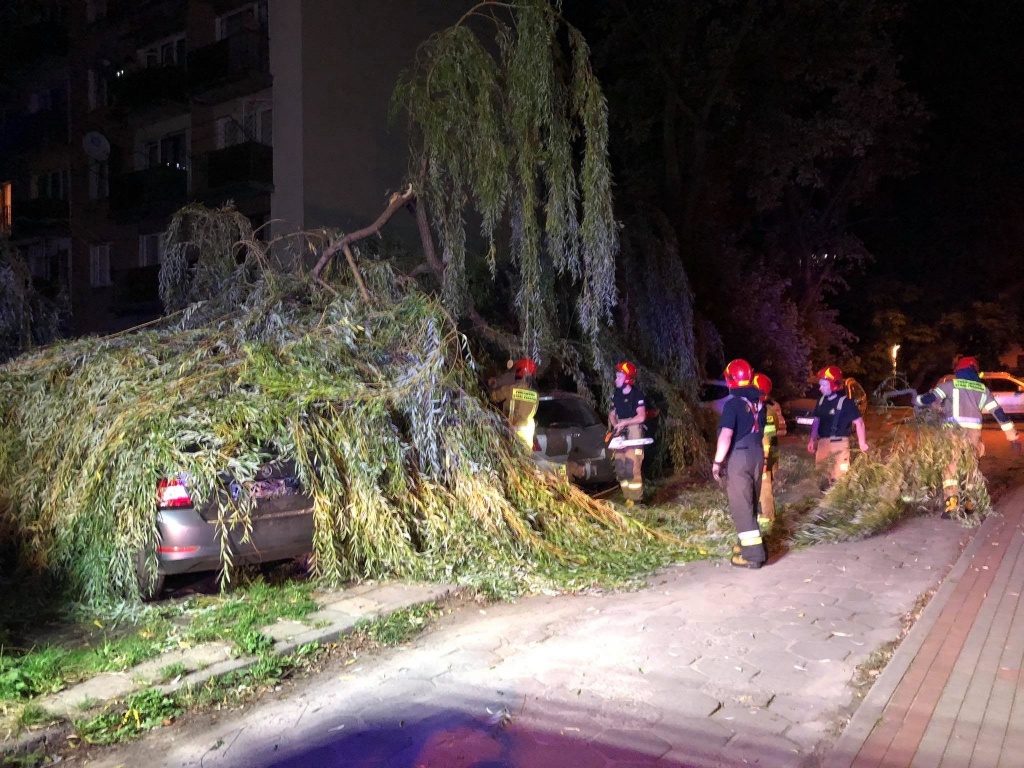 Bałuty Łódź. Drzewo zawaliło się na samochody [zdjęcia] - Zdjęcie główne