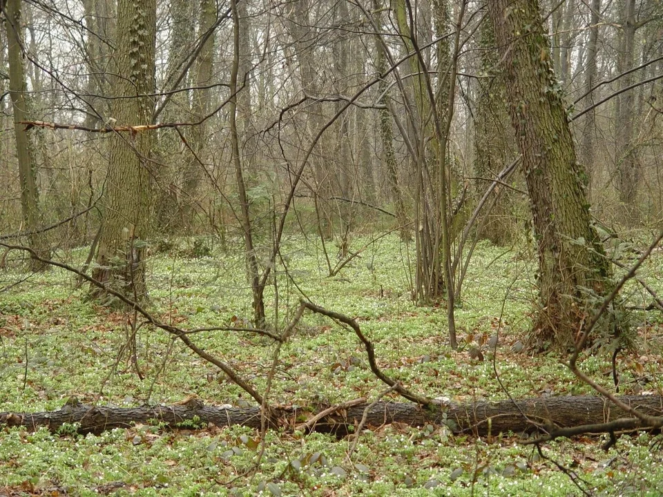 Co dalej z Polesiem Konstantynowskim? Jeden z najstarszych rezerwatów w Polsce jest poważnie zagrożony - Zdjęcie główne