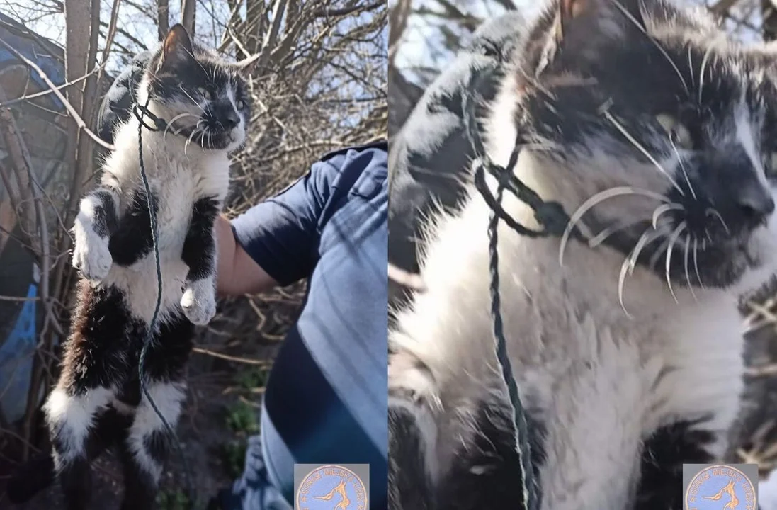 Szok! Kot ze sznurkiem na głowie przywiązany do drzewa. Interweniował Animal Patrol - Zdjęcie główne