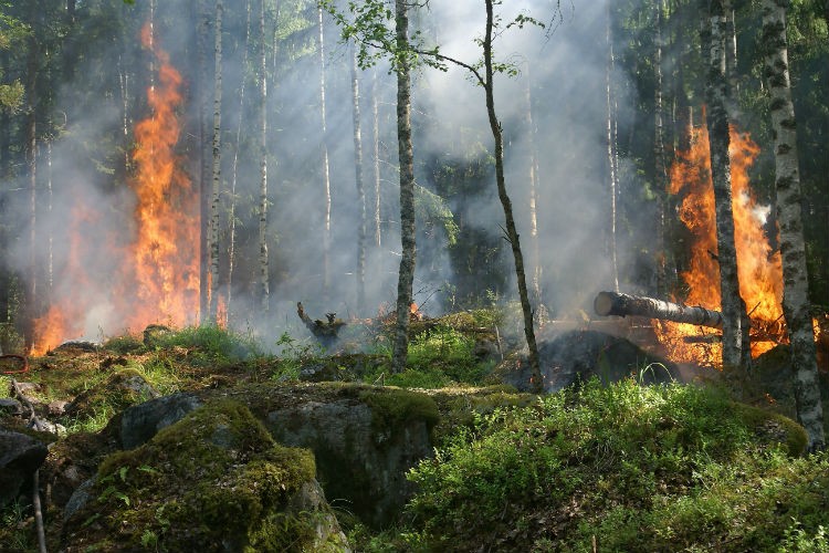 Łódzkie dowie się jak niszczy ogień. Ogolnopolski projekt edukacyjny "Zagrożenia ekosystemów leśnych" - Zdjęcie główne