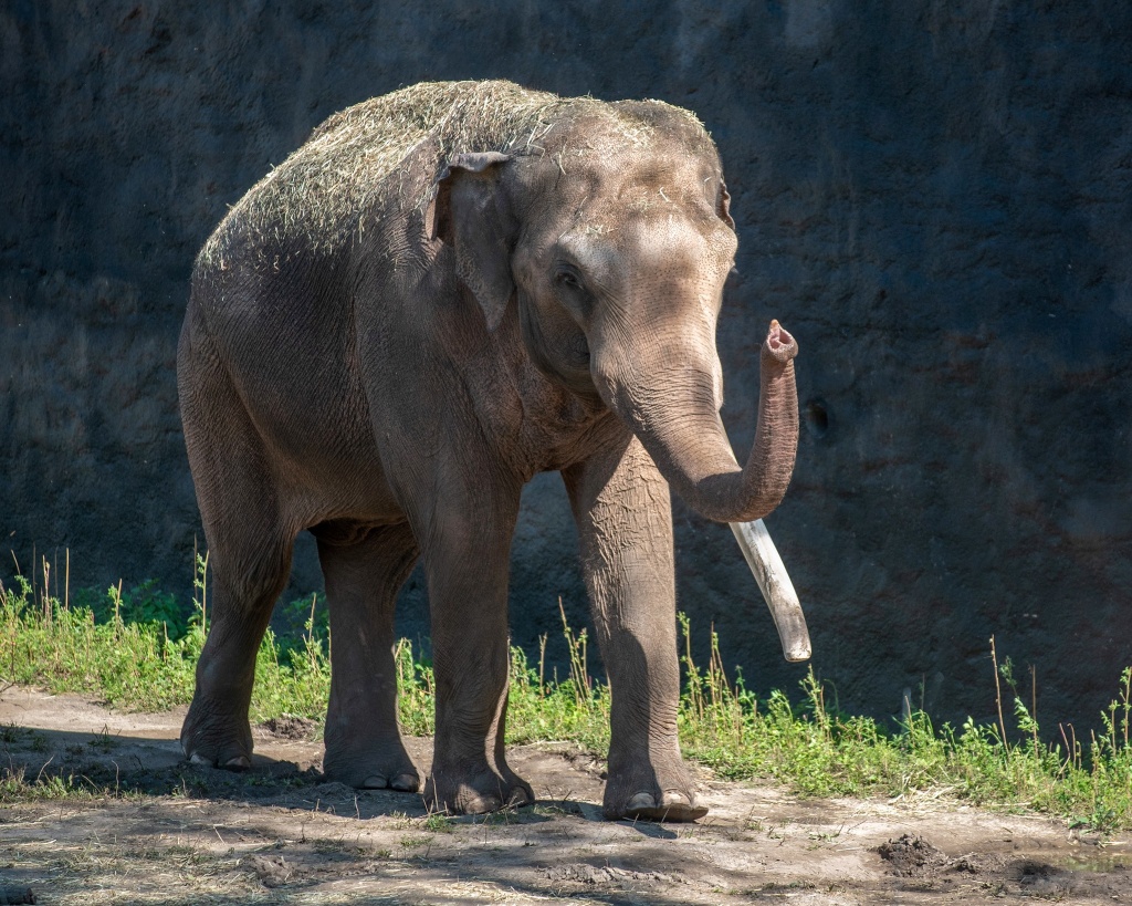 Zoo Łódź. Największy wybieg w Europie powstaje dla słoni indyjskich [zdjęcia] - Zdjęcie główne