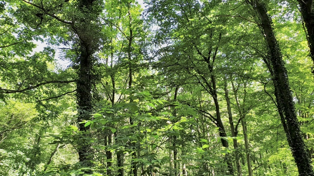 Łódź puszczą stoi. Pierwotny las w samym sercu miasta [WIDEO] - Zdjęcie główne