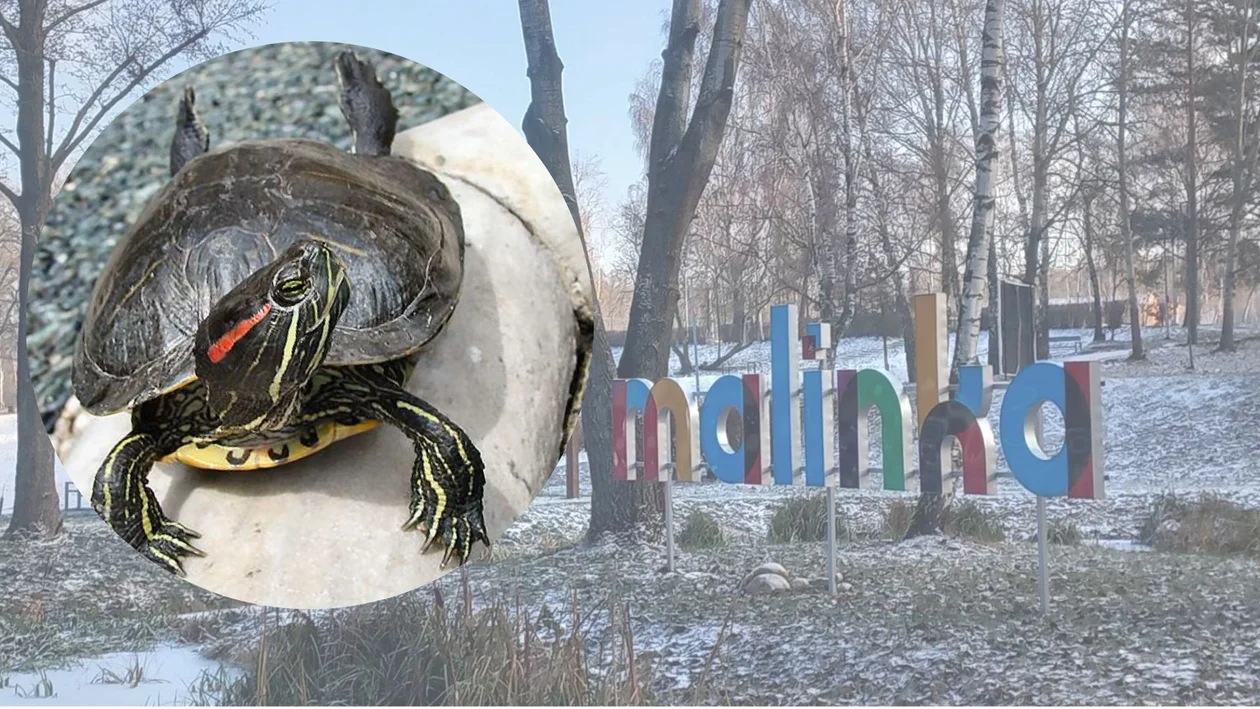 Żółwie zamieszkały na zgierskiej Malince. Gatunek jest bardzo inwazyjny - Zdjęcie główne