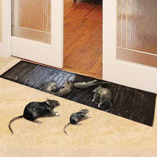 Deratyzacja - skuteczny zabieg na myszy i szczury w domu czy firmie - Zdjęcie główne