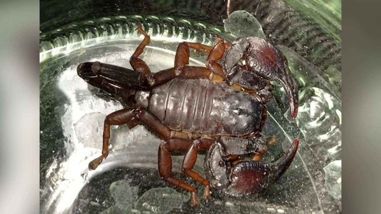 Znaleziono skorpiona, który mieszkał w jednym z warszawskich domów. - Zdjęcie główne
