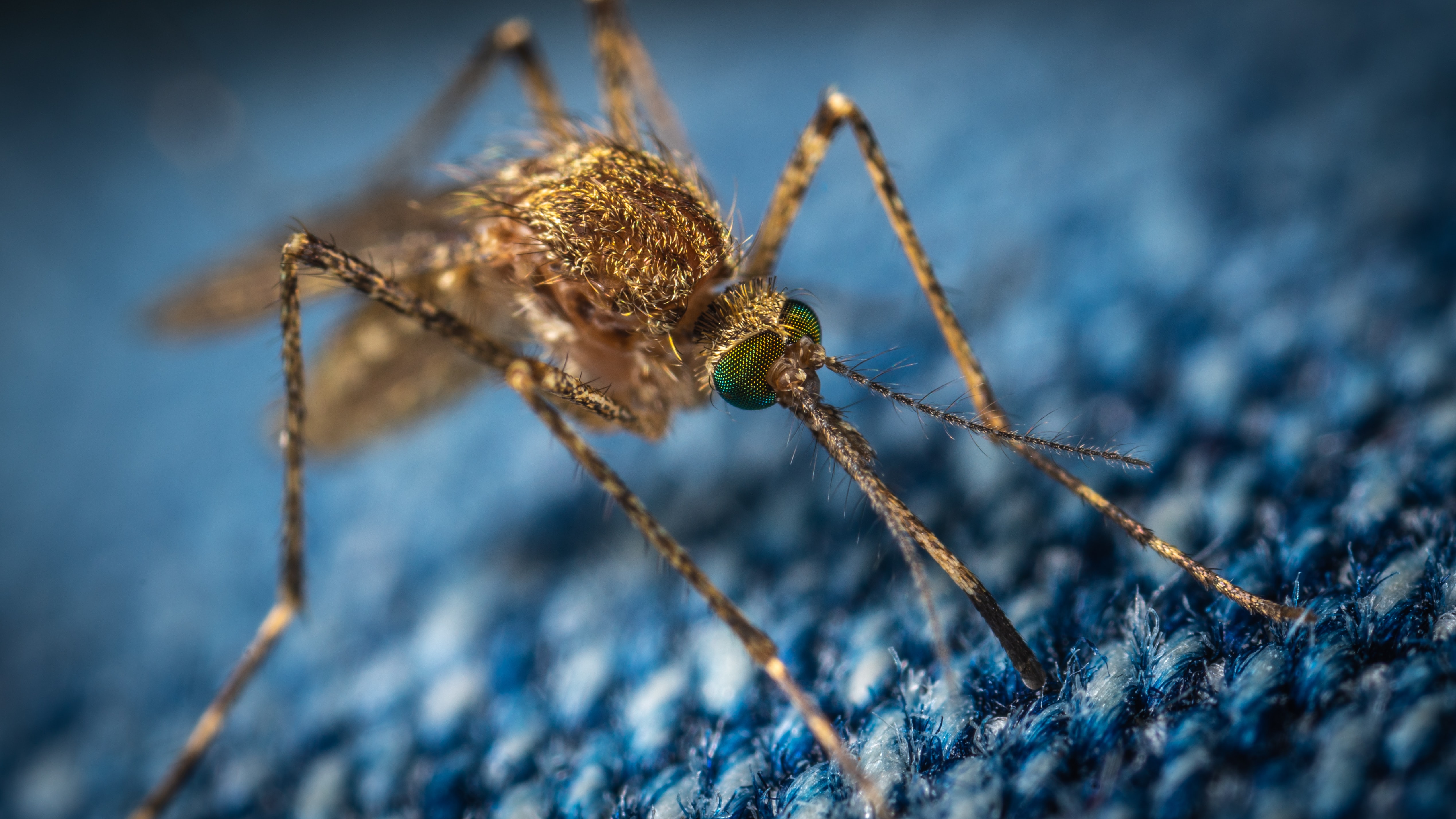 Plaga komarów na Mazowszu. Jak sobie z nimi radzić? - Zdjęcie główne